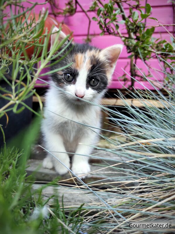 Kleine Katze schaut neugierig durch Blumentöpfe im Garten